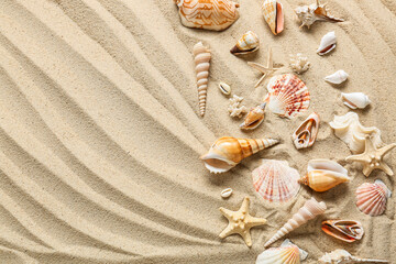 Many different sea shells and starfishes on sea coast