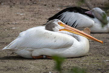 White Pelican (Pelecanus onocrotalus) resting in the sand in Summer
