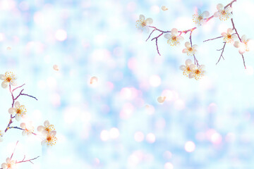 Spring landscape. Blossoming branch cherry. nature