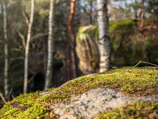 Fototapeta na wymiar Labyrinth in der Sächsischen Schweiz - Moos im Wald