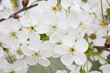 white flowers of blooming cherry. Spring flowers close up