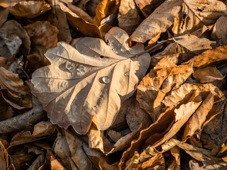 Labyrinth in der Sächsischen Schweiz - Eichenblatt im Laub