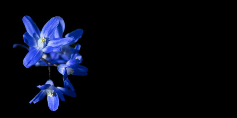 Snow White (Chionodoxa Boiss.) Blue, tiny flower on a black background. Glory to the snow