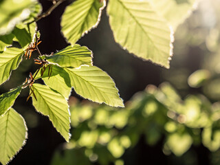 Fototapeta premium Großer Bärenstein in der Sächsischen Schweiz - Buchenblätter
