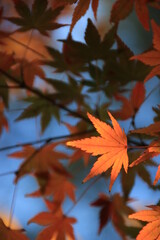 葉脈が見える楓の紅葉のアップ