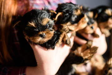 close-up of puppies in the arms of a woman in a checkered shirt