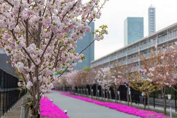 造幣局の桜のさんぽ道