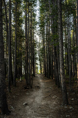 Tall Pine Trees Flank Narrow Dirt Trail