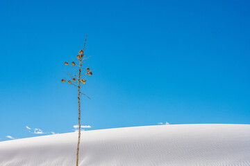 Tall Stem Of Soap Tree Yucca Against Blue Sky and White Sand Dune