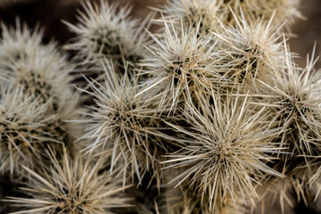 Thick Spines Of Teddy Bear Cholla Cactus