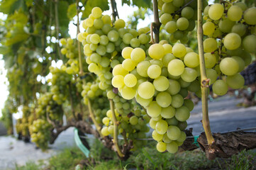 Dojrzałe owoce białej winorośli rosnące na winnicy - obrazy, fototapety, plakaty