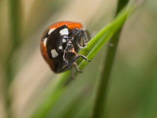 ladybug eating
