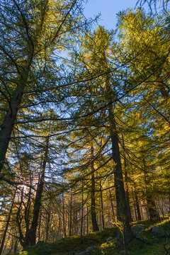 The gold-colored larch woods during the Foliage in the mountains of Alpe Veglia, within a natural park in the Italian Alps, near the town of Baceno, Piedmont - October 2021.
