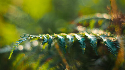Macro de feuilles de fougère vertes, photographiée sà pleine ouverture