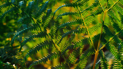 Macro de feuilles de fougère vertes, photographiée sà pleine ouverture