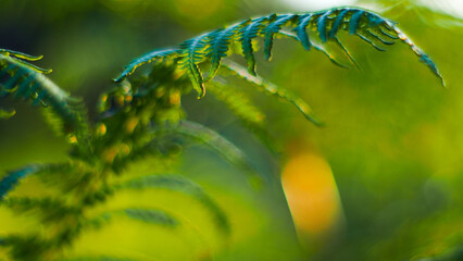 Macro de feuilles de fougère vertes, photographiée sà pleine ouverture