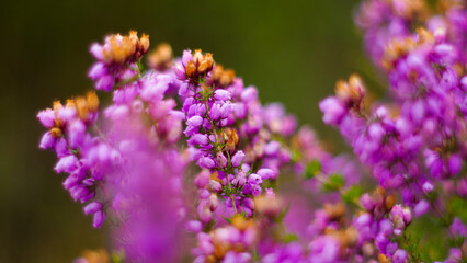 Macro de fleurs de bruyère sauvages, dans la forêt des Landes de Gascogne