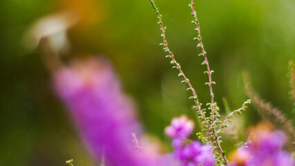 Macro de fleurs de bruyère sauvages, dans la forêt des Landes de Gascogne