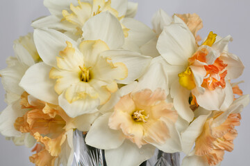 Delicate bouquet of daffodils isolated on a gray background.