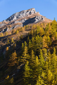 The mountains of the Lepontine Alps and the woods during a beautiful Autumn day, near the village of San Domenico di Varzo, Piedmont, Italy - October 2021.