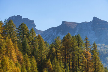 The gold-colored larch woods during the Foliage in the mountains of Alpe Veglia, within a natural park in the Italian Alps, near the town of Baceno, Piedmont - October 2021.