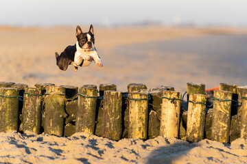 Boston Terrier Rüde  VIP Krümmel überwindet Strandhindernis