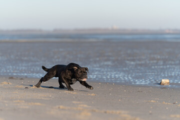 Continental Bulldog Rüde kleiner Muck gibt Vollgas am Strand