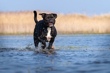 Continental Bulldog kleiner Muck läuft durch die Nordsee
