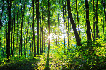 spring forest trees. nature green wood sunlight backgrounds