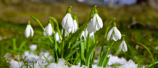 The first spring flowers in the snow are snowdrops.