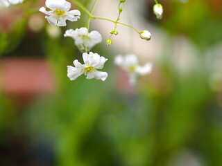 雨に濡れた白いカスミソウの花とコピースペース