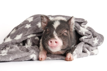 Cute mini pig in warm blanket on white background
