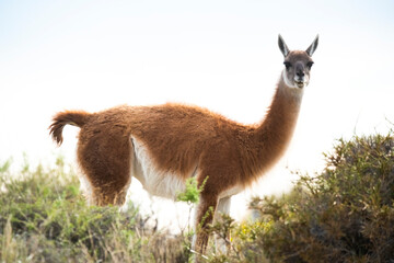 Guanaco in semidesertic landscape, Peninsula Valdes, Patagonia, Argentina