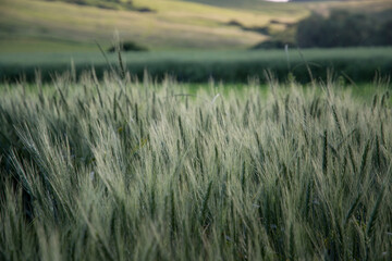 Wheat field and sunny day.