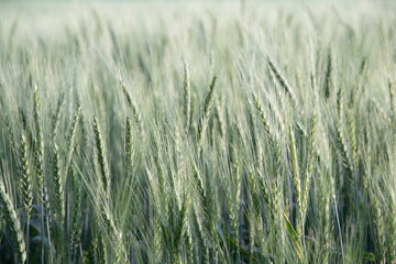 Wheat field and sunny day.
