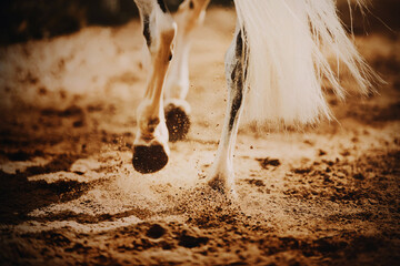 A rear view of a gray fast racehorse galloping across the arena, stepping on the sand with its...