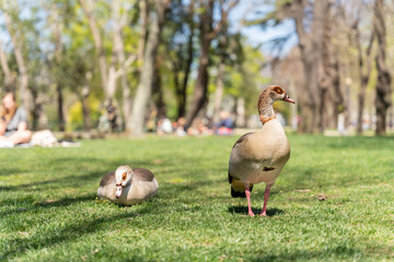 Egyptian Goose, Alopochen aegyptiacus in the Park. Porto