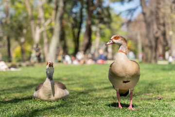 Obraz na płótnie Canvas Egyptian Goose, Alopochen aegyptiacus in the Park. Porto