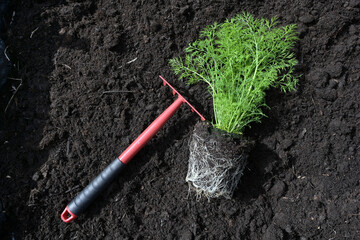 Green dill plant and red rake on the dark fertile compost soil, ready for planting in the herb...