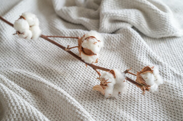 Branch with cotton balls on neutral colored fabric, concept for sustainable, fair and ecofriendly...
