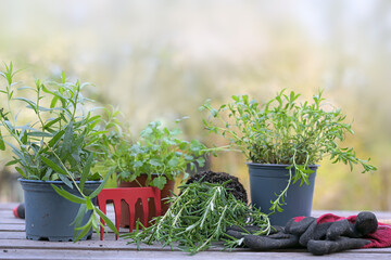 Potted plants for the herb garden with rake and gloves on a wooden planting table outdoors in the...