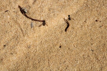 Weevil Wasp (Cerceris spp.) in flight, South Australia