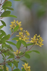 leaves in spring