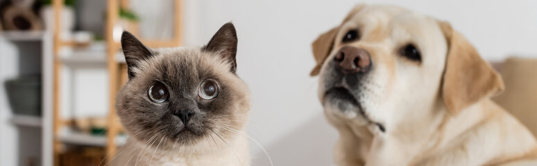 funny cat looking away near blurred labrador at home, banner.