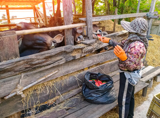 Asian female farmer feeding leftover vegetable and fruit to cows in wooden stable