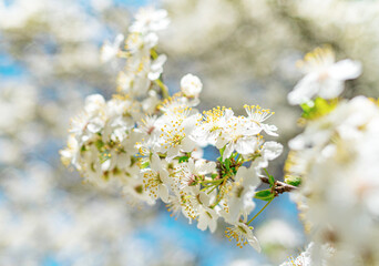 Spring fresh flowers on the tree.