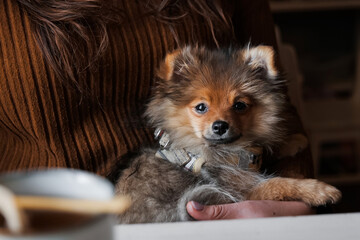 Obraz premium Cute small pomeranian spitz dog lying on owners legs