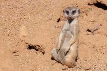 Meerkat, suricata suricatta or suricate, small mongoose found in southern Africa in natural habitat sitting close to openings of a warren, close up