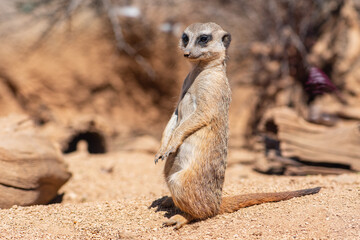 Meerkat, suricata suricatta or suricate, small mongoose found in southern Africa in natural habitat sitting close to openings of a warren, close up