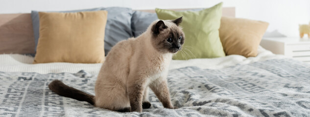 cat sitting on bed near soft pillows on blurred background, banner.